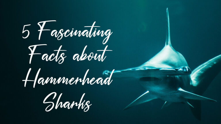 Lire la suite à propos de l’article 5 Fascinating Facts About Hammerhead Sharks