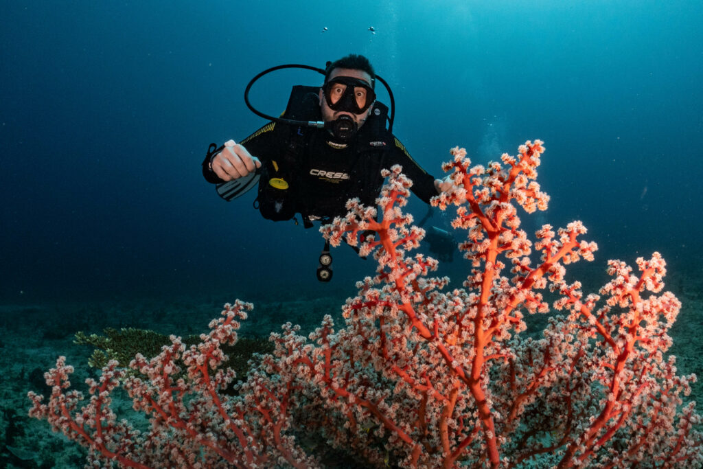 Diver looking at coral