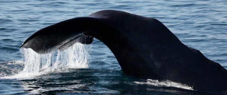 Lire la suite à propos de l’article En octobre, participez à une expédition unique de plongée et d’observation des baleines dans l’archipel d’Alor.