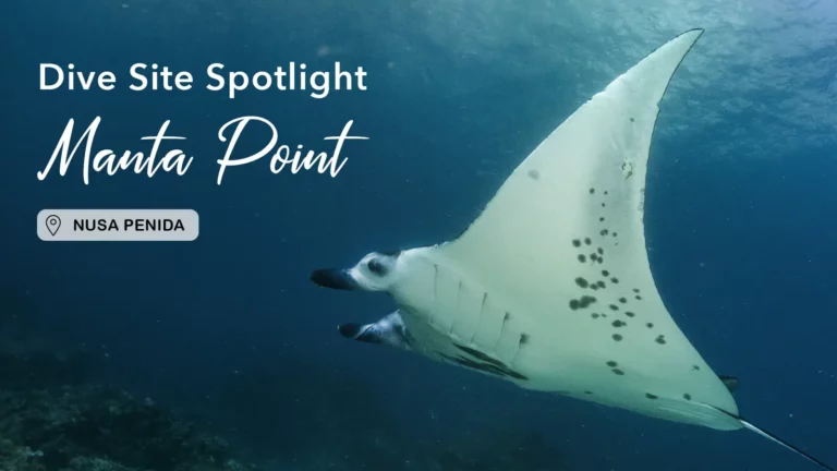 Read more about the article Dive Site Spotlight: Manta Point, Nusa Penida