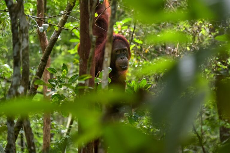 Read more about the article 5 Wild and Wonderful Orangutan Facts You (Probably) Didn’t Know