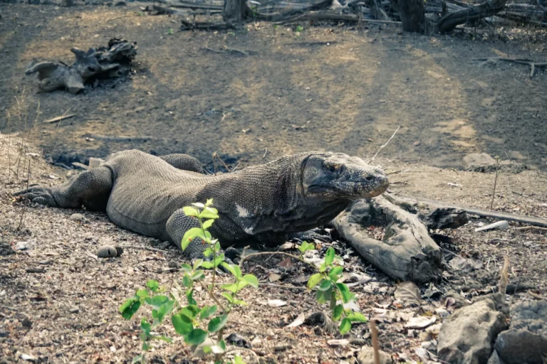 Read more about the article Why Do Komodo Dragons Look Like They Are Drugged?