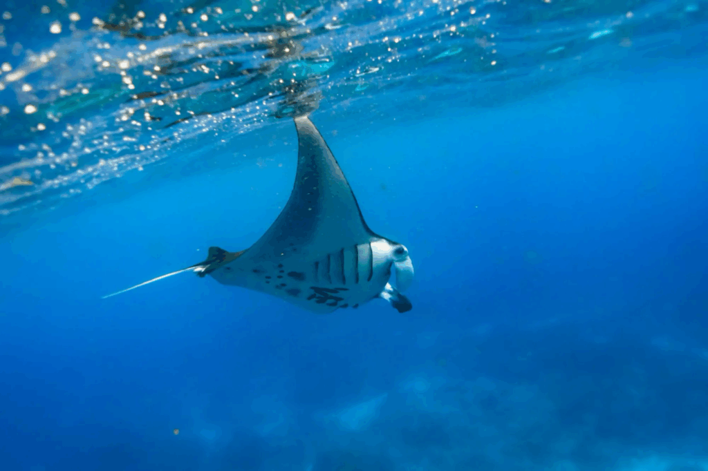 Coral Diver Bali Trip manta