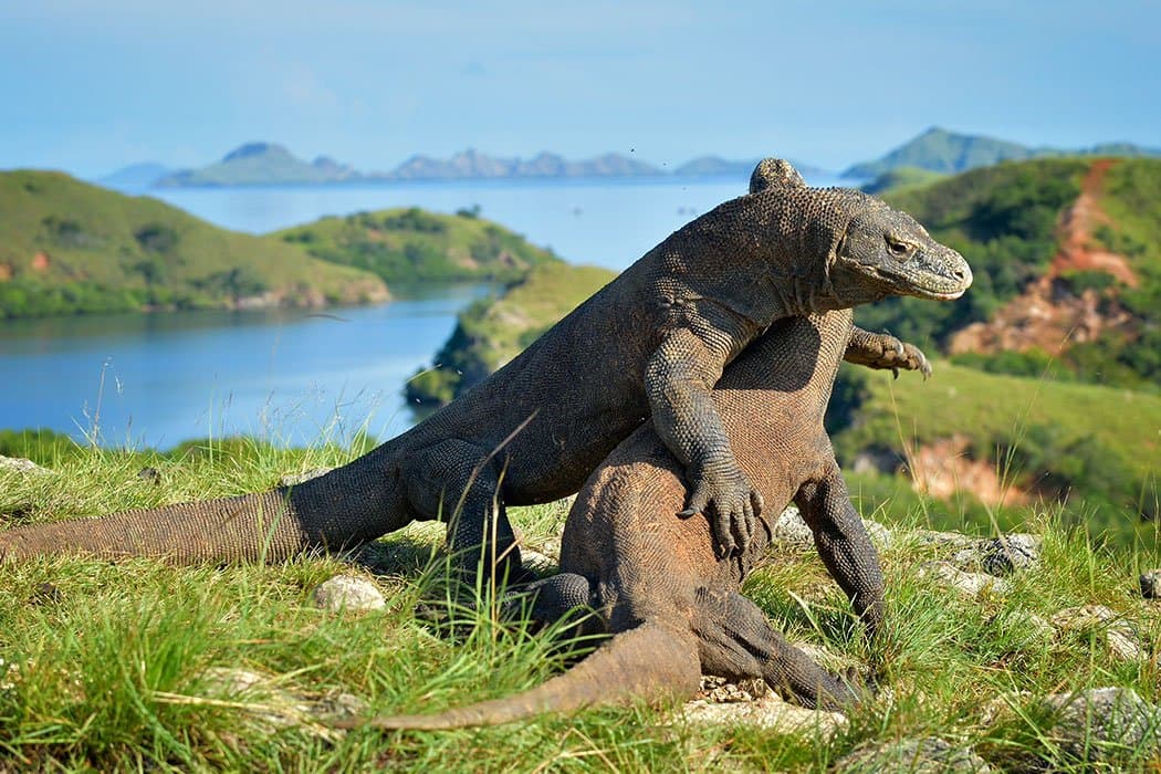 Komodo 15