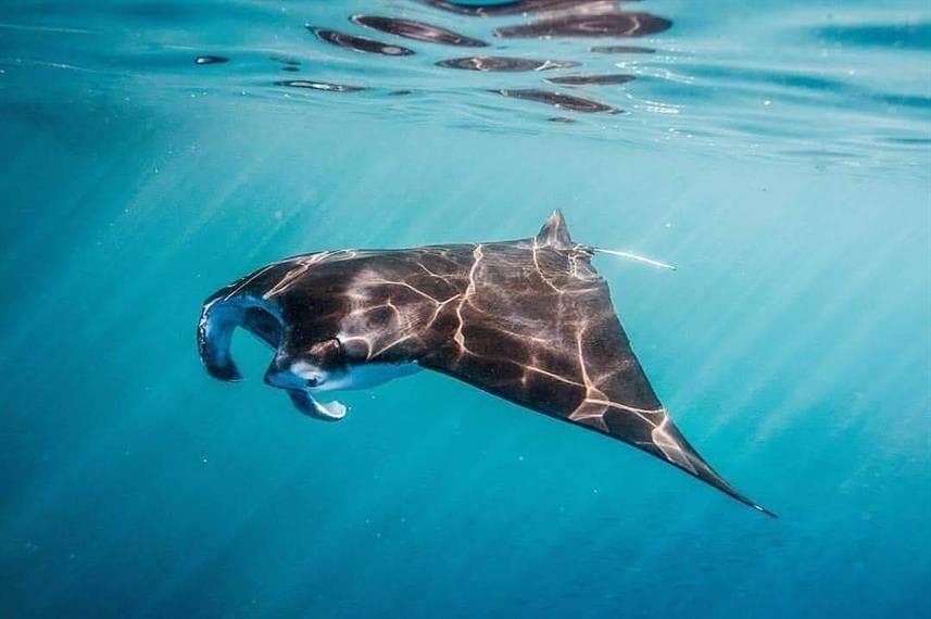 Scuba Diving Liveaboard in Komodo 13
