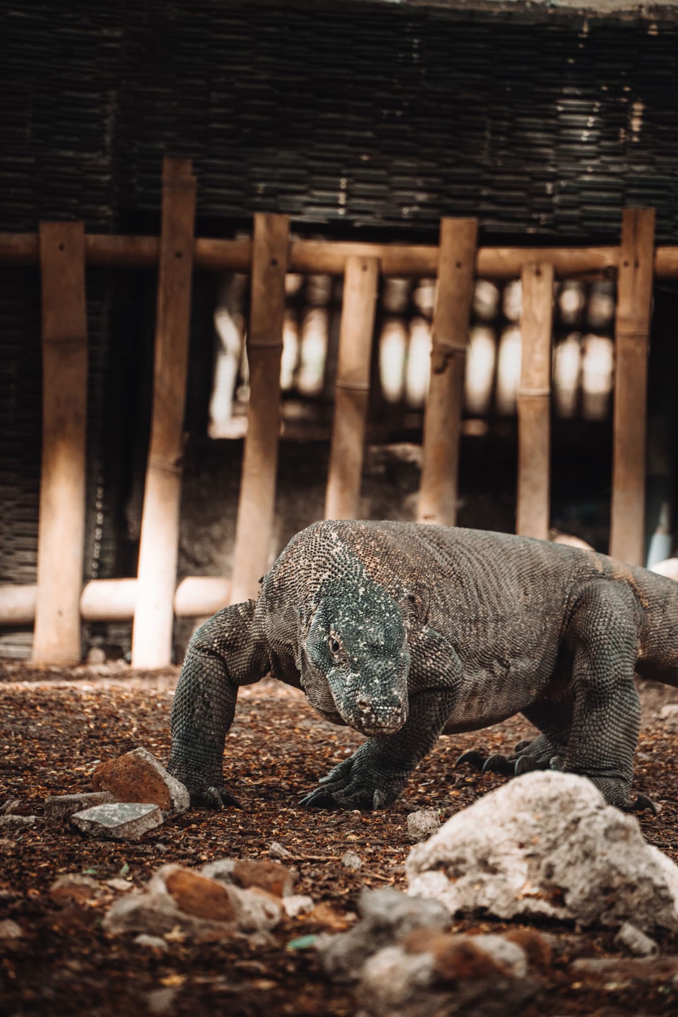 Komodo 3