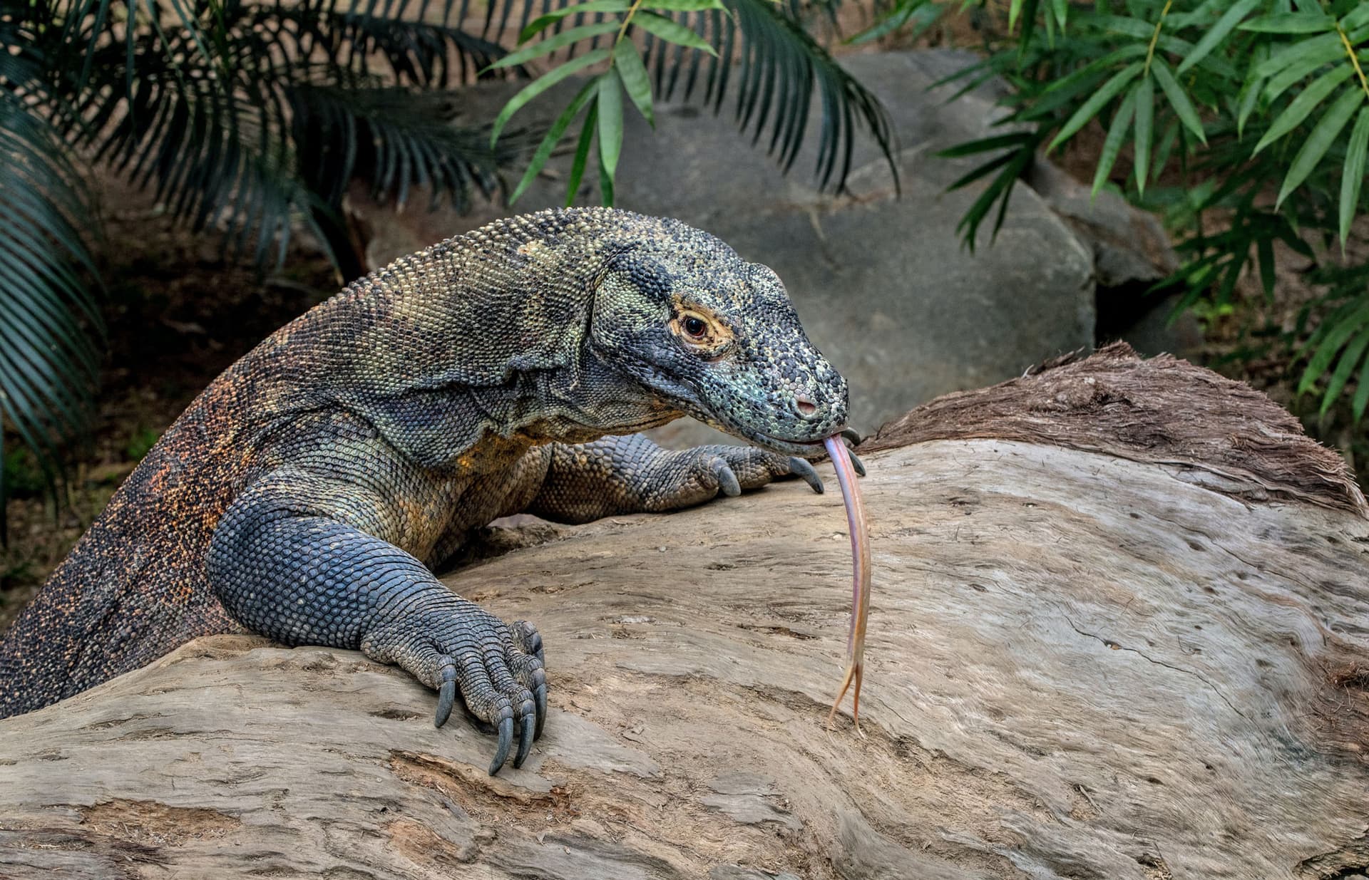 Komodo 4