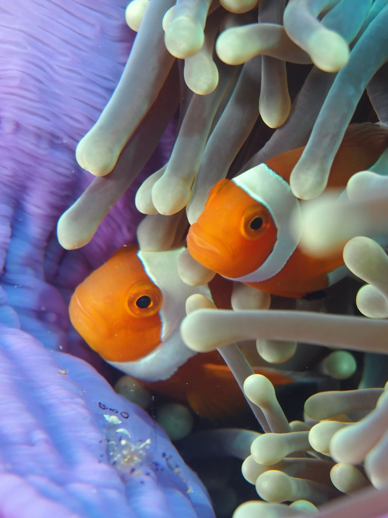 Raja Ampat 12