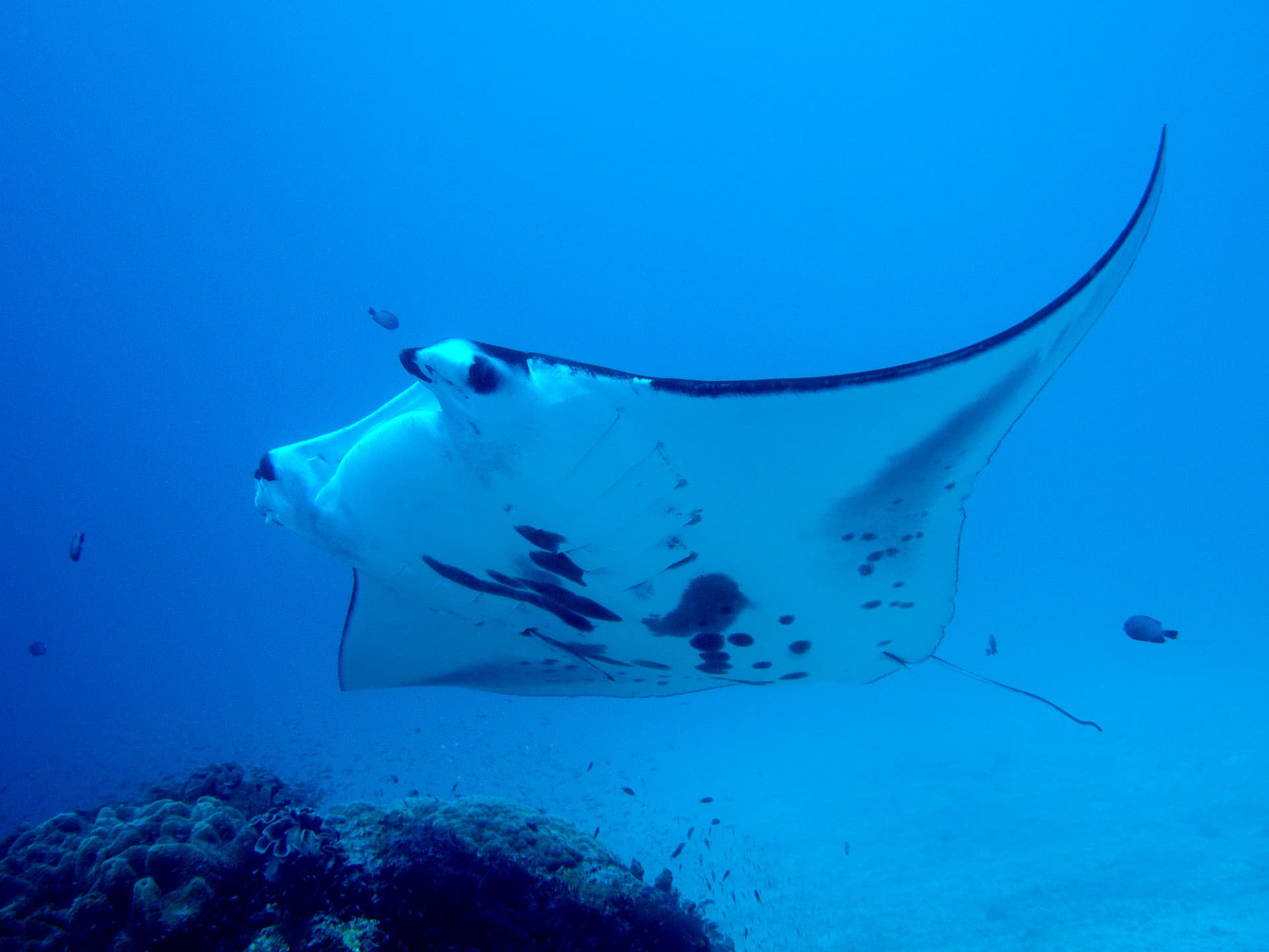 Raja Ampat 14
