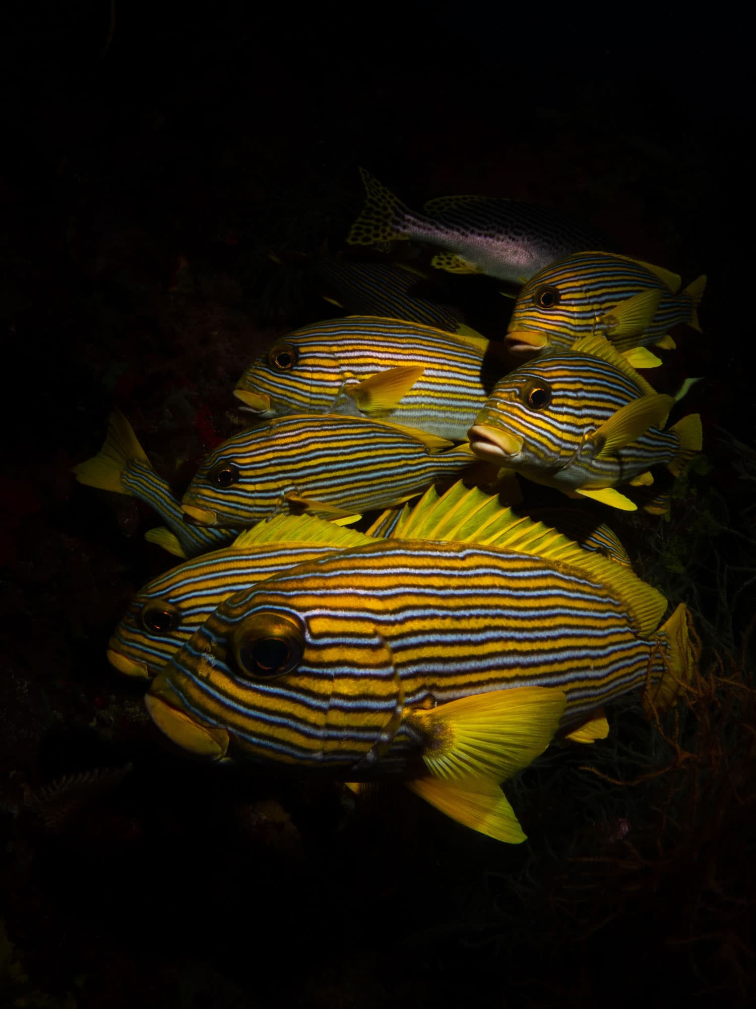 Raja Ampat 13