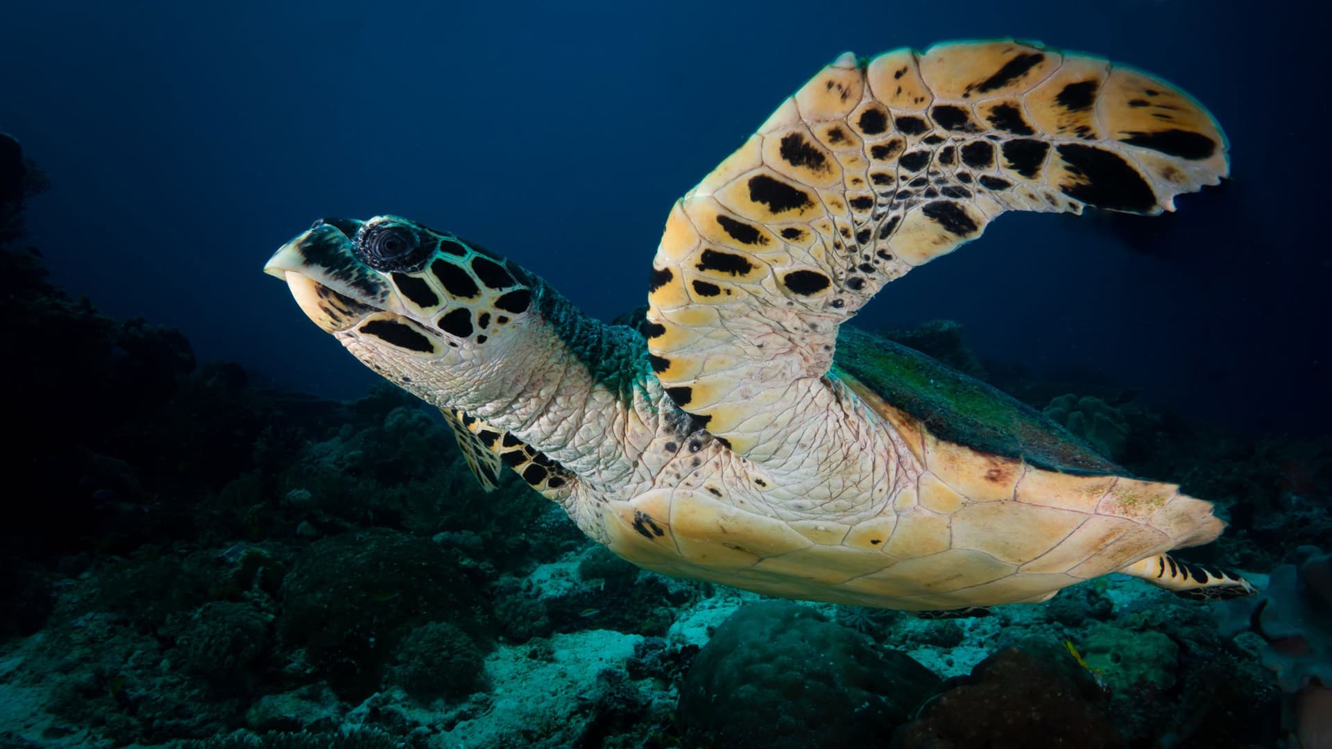Raja Ampat 10