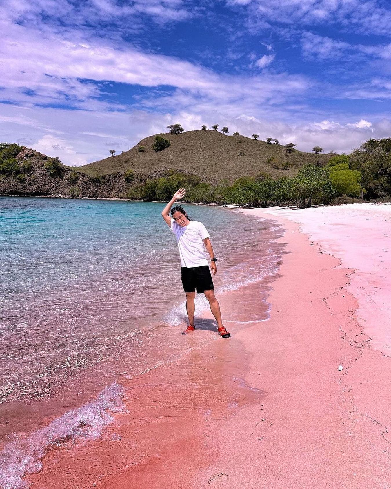 Anthias 26
