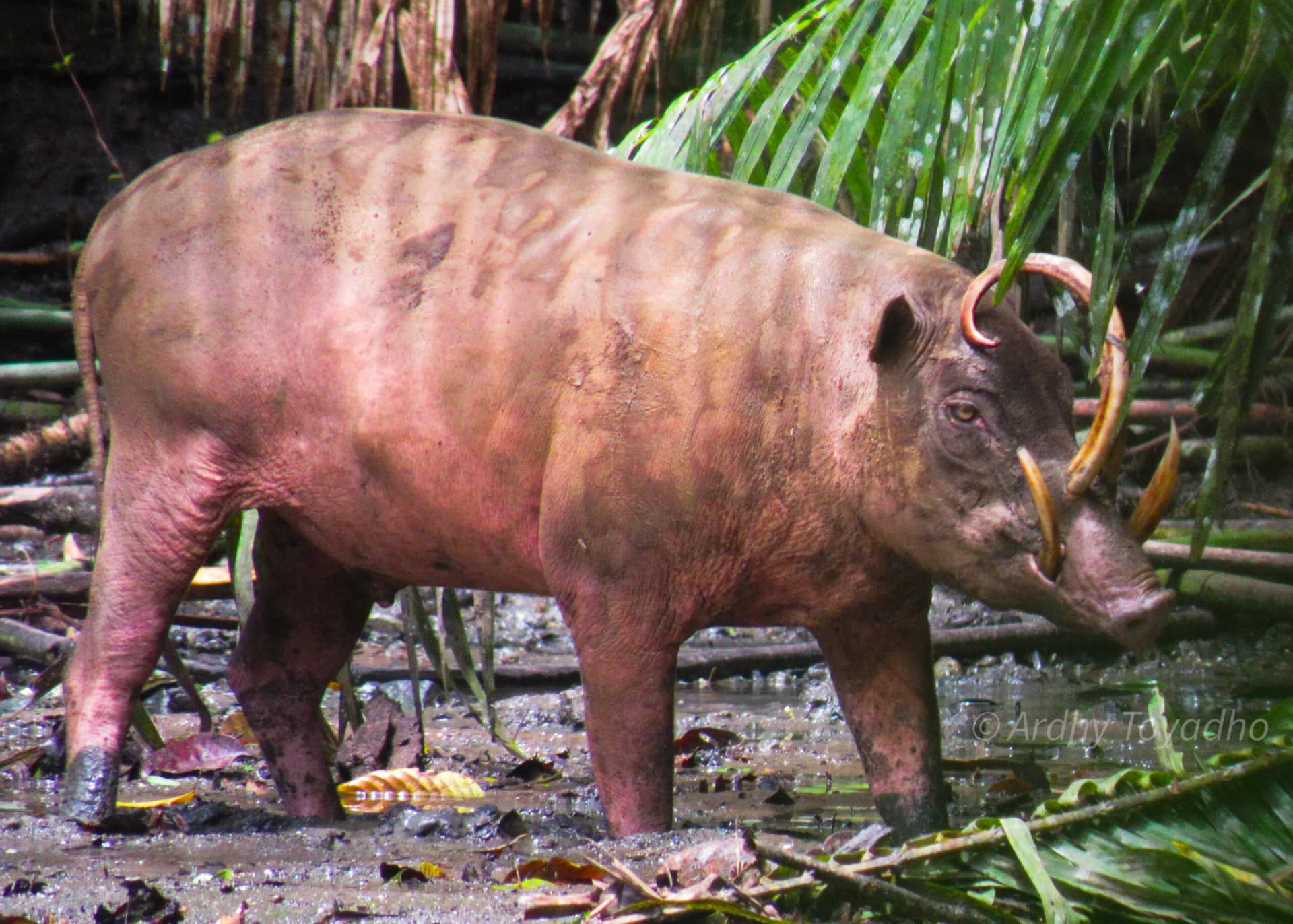Sulawesi 7