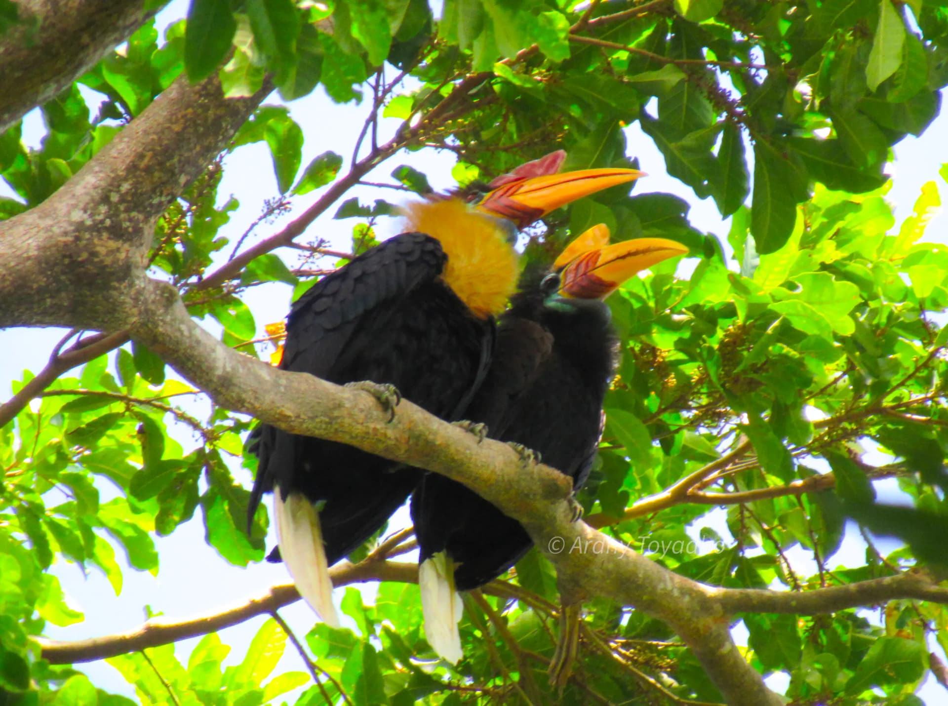 Sulawesi 9