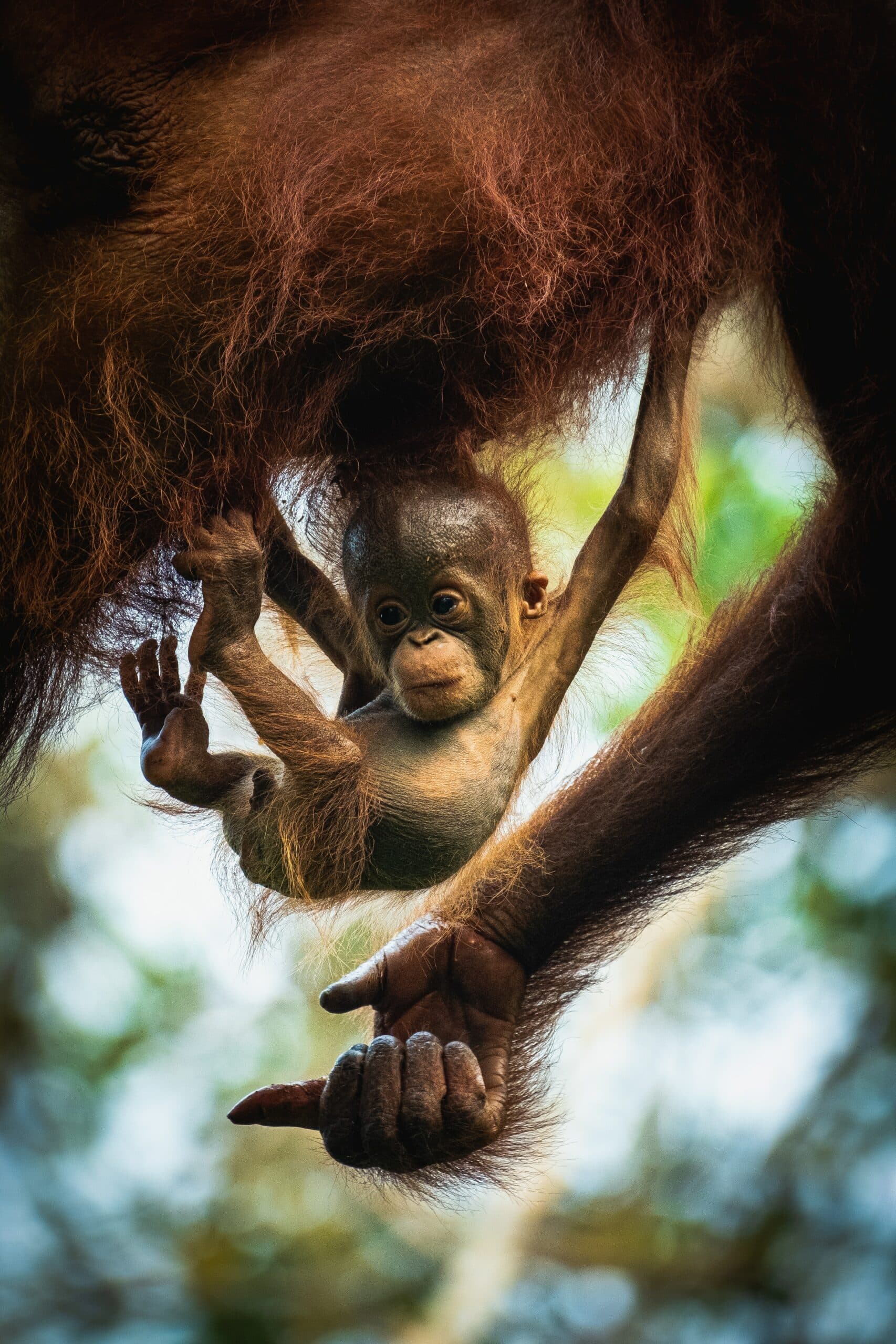 Borneo 10
