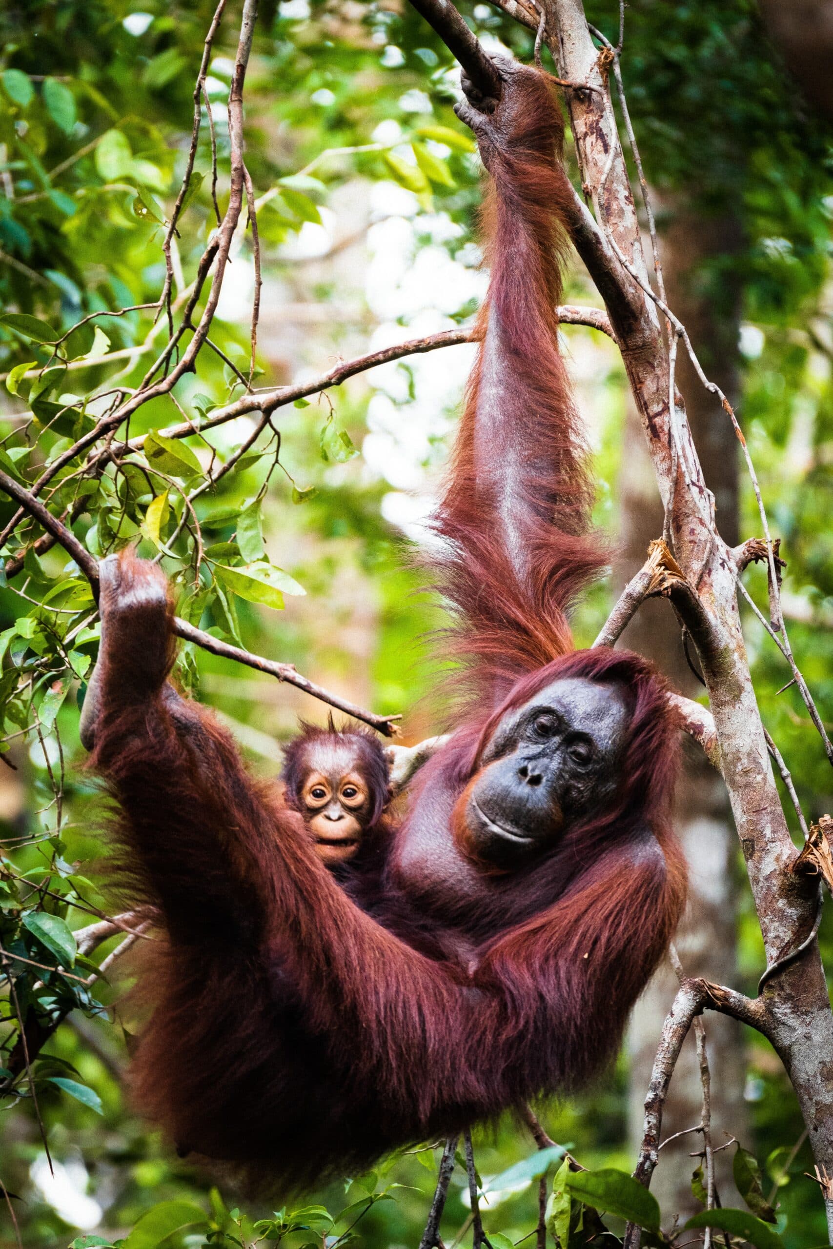 Borneo 11