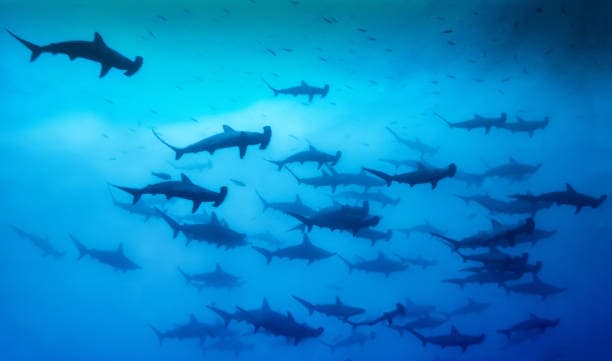 Expedition Biru | Banda Sea 1