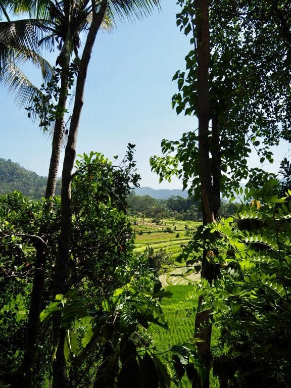 Green Vanilla Bungalow 19