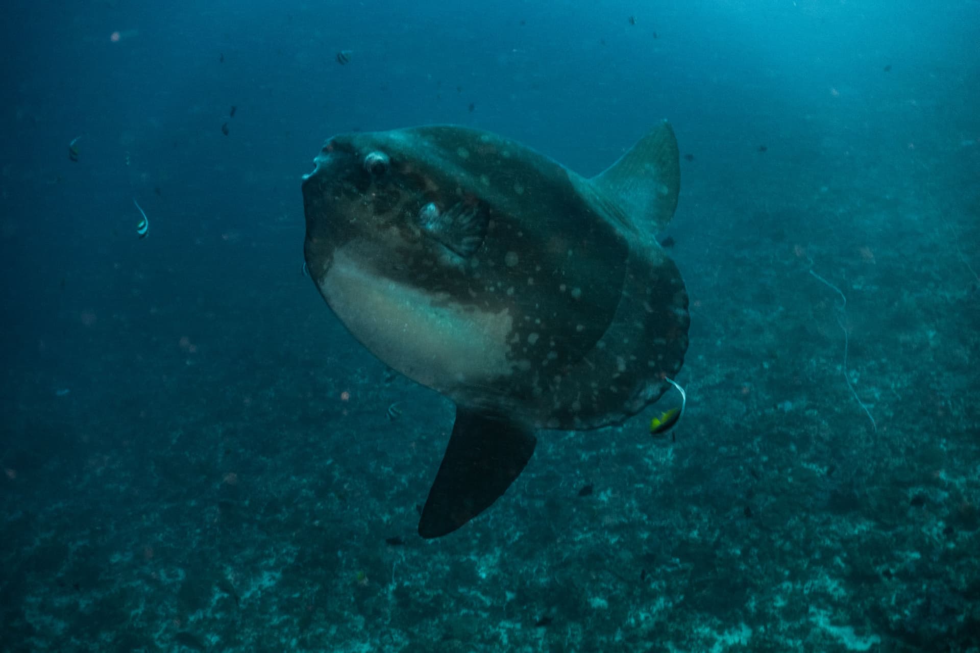 5 faits amusants et intéressants sur le Mola Mola