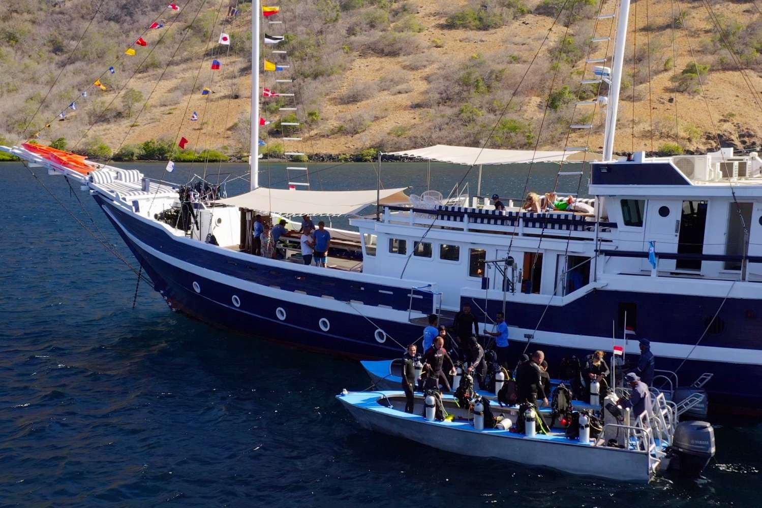 MSY Seahorse 29