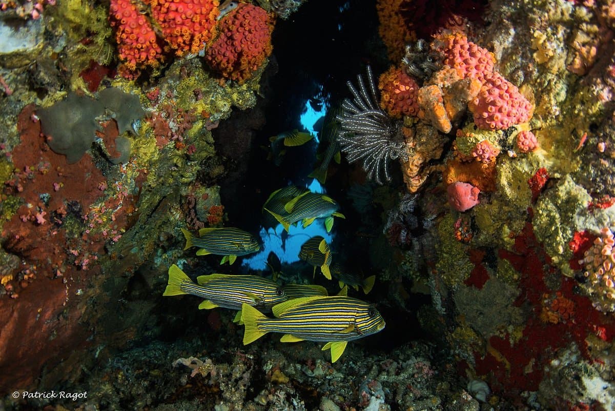 Tompotika Dive Lodge 2