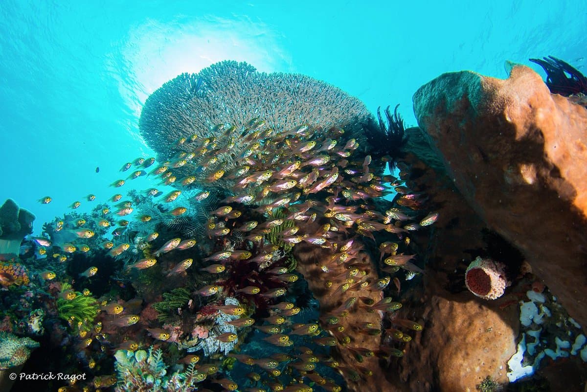 Tompotika Dive Lodge 1