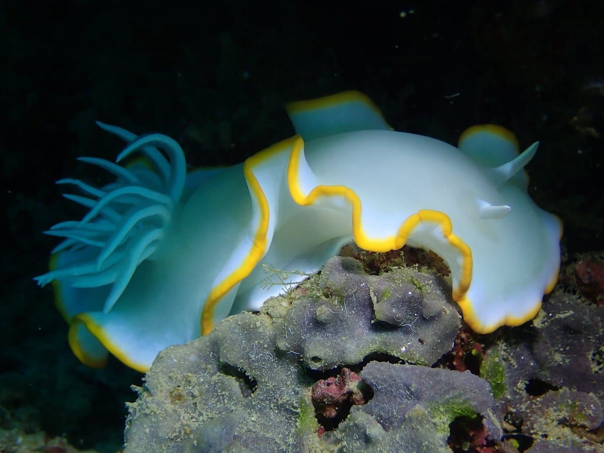 Tompotika Dive Lodge 12