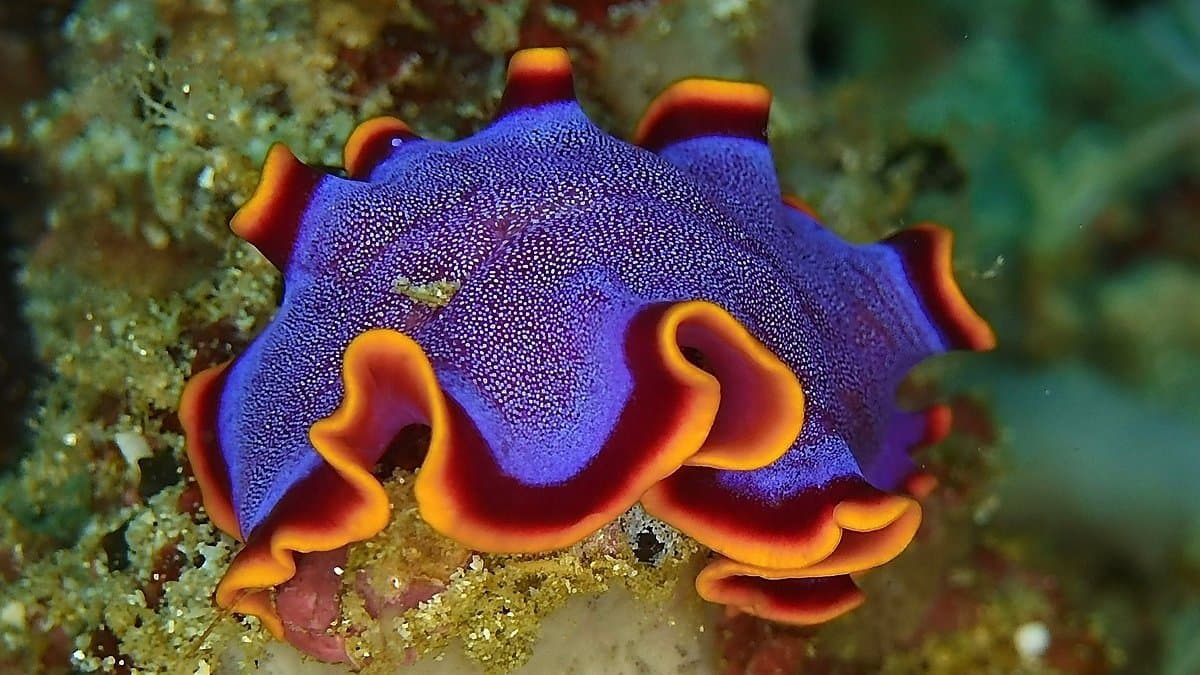 Tompotika Dive Lodge 11