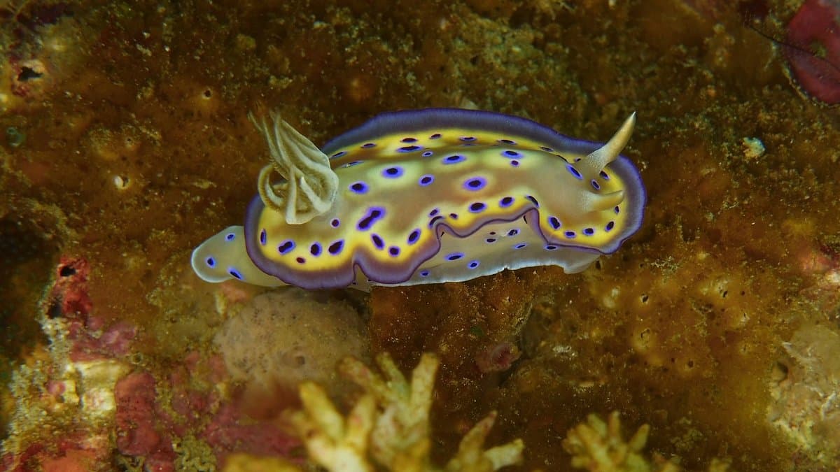 Tompotika Dive Lodge 10