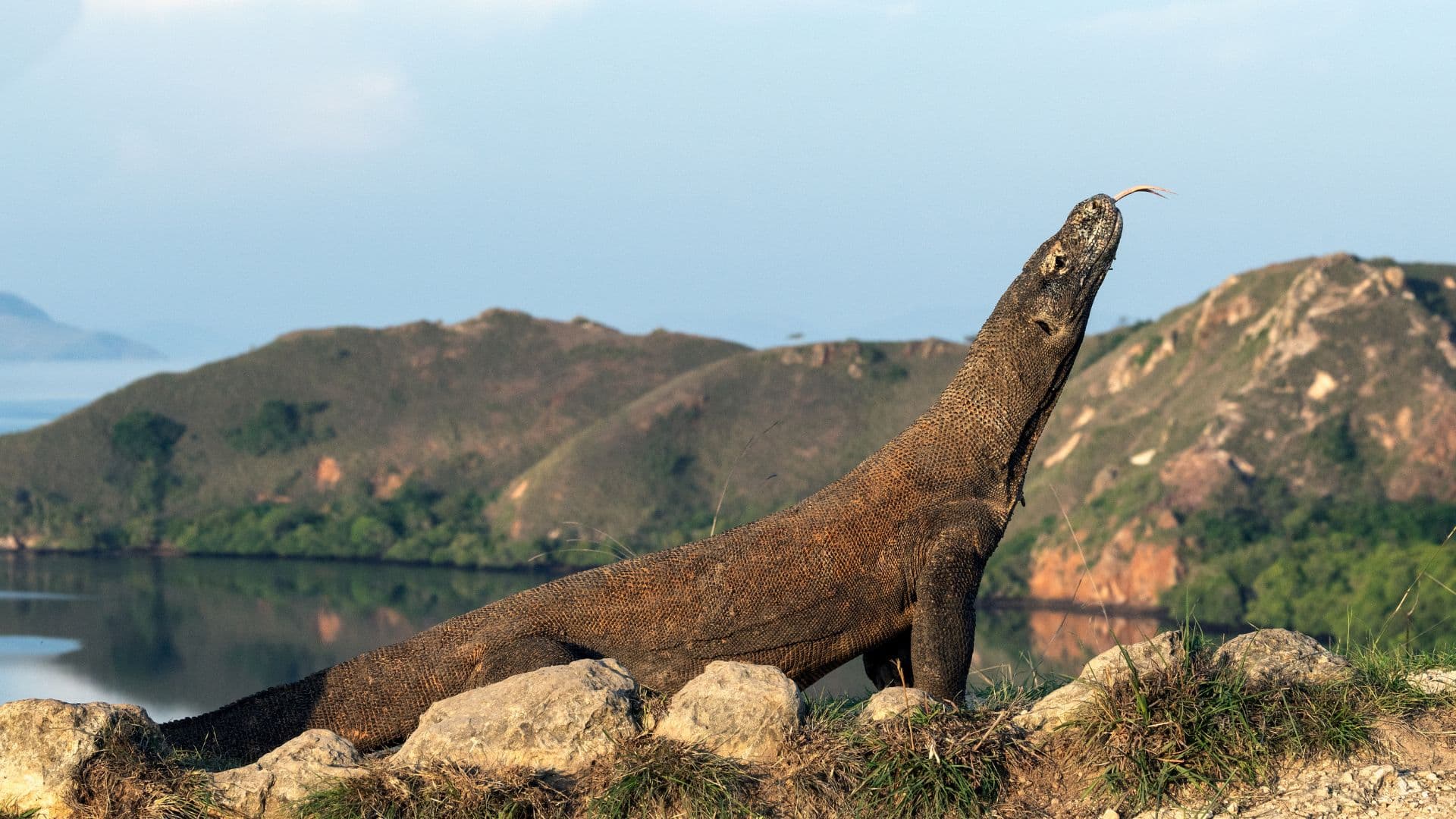 Découvrez le monde énigmatique du dragon de Komodo