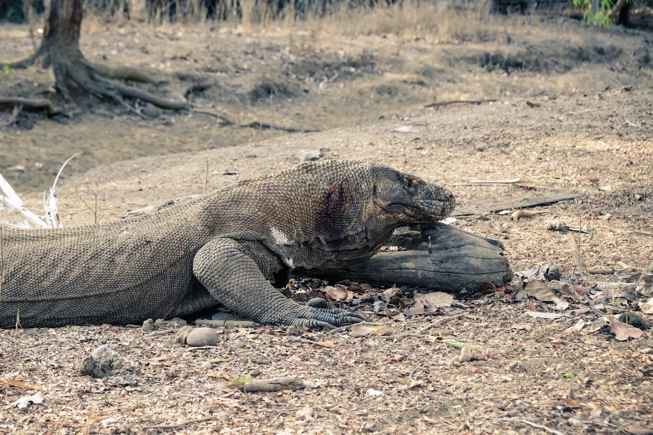Croisière de 3 jours à Komodo 7