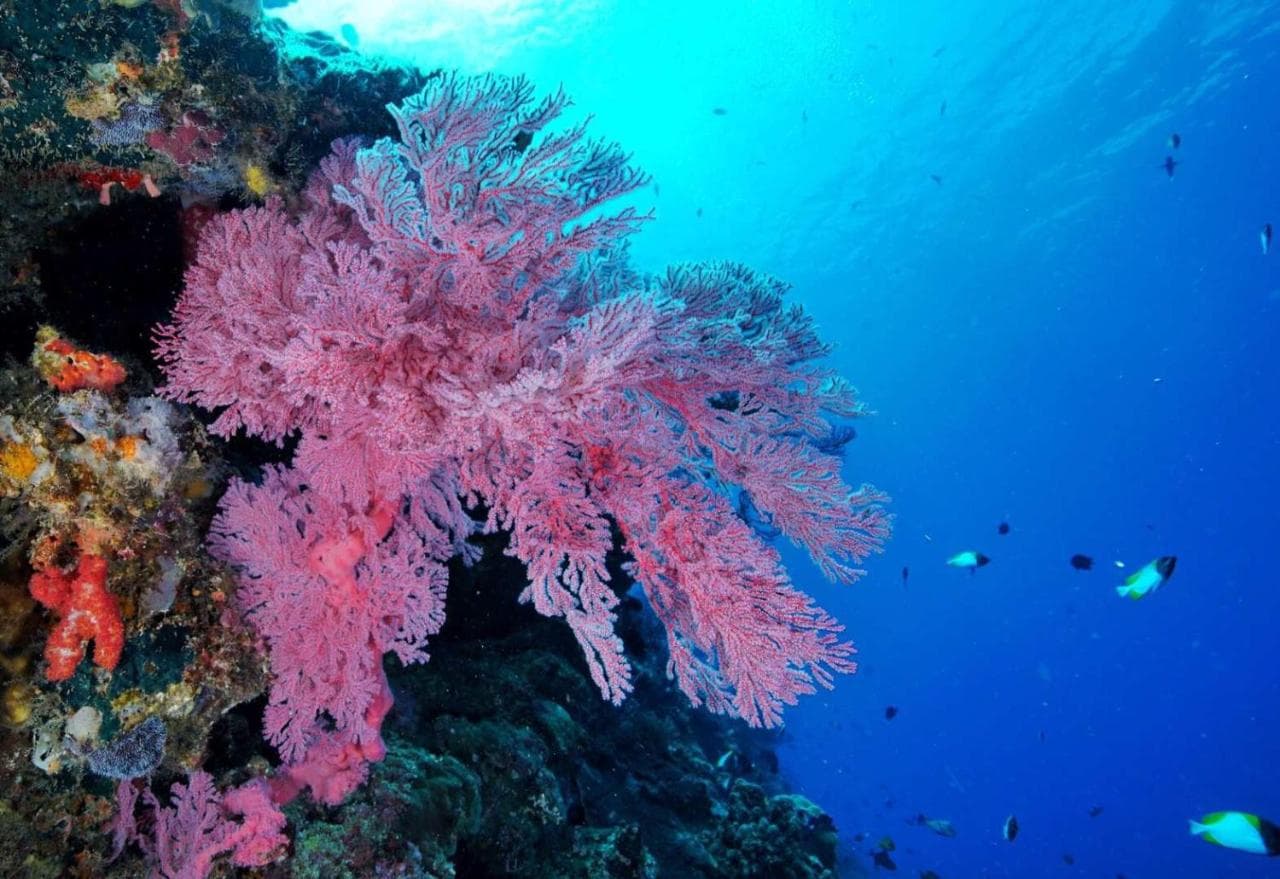 Learn Scuba Diving in Sulawesi 12
