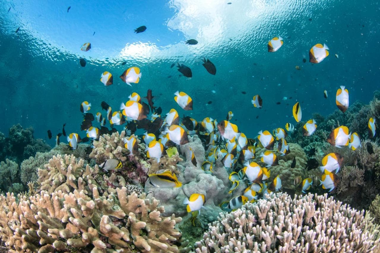 Learn Scuba Diving in Sulawesi 13