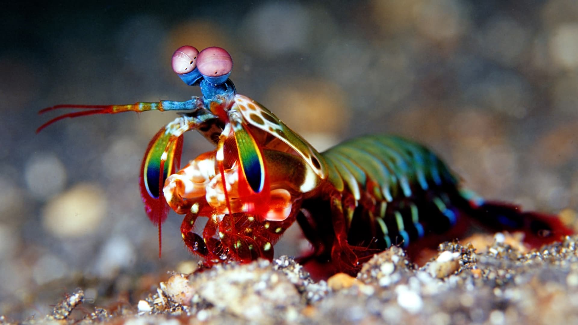 The Mantis Shrimp, Underwater Boxing Champion!