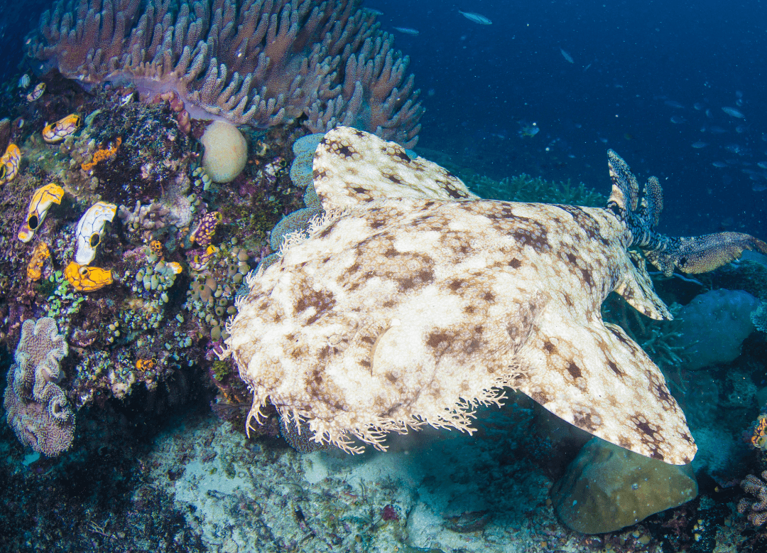 Meet The Fascinating Wobbegong Shark