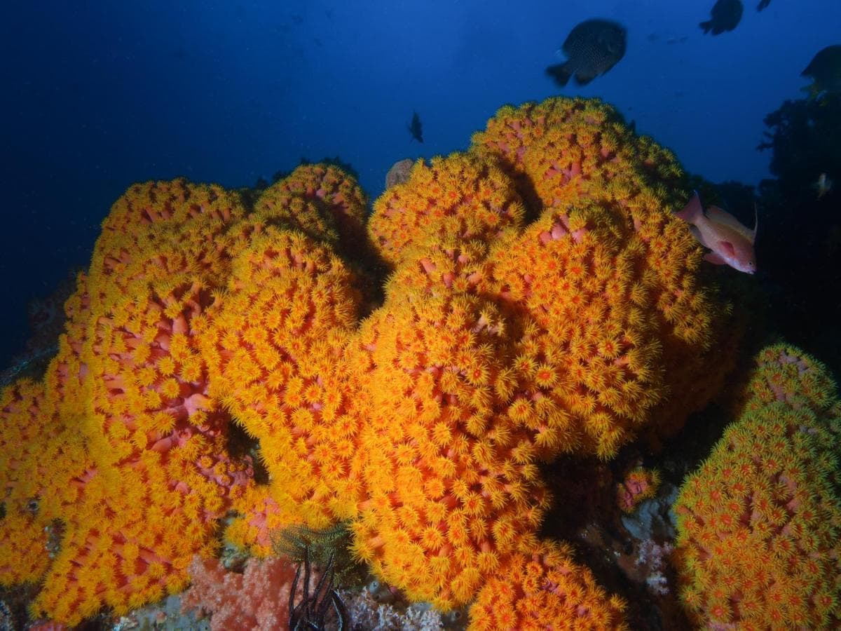 Blue Bay Divers Bangka 13