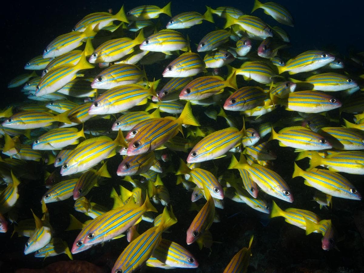 Blue Bay Divers Bangka 12