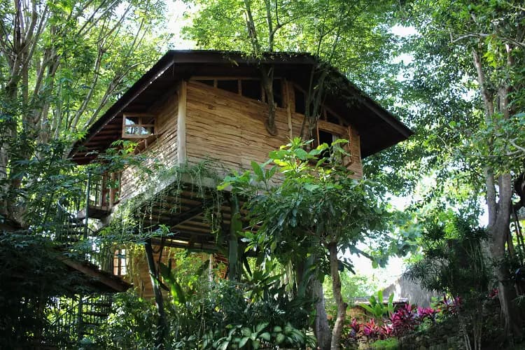 Roots Tree House 15