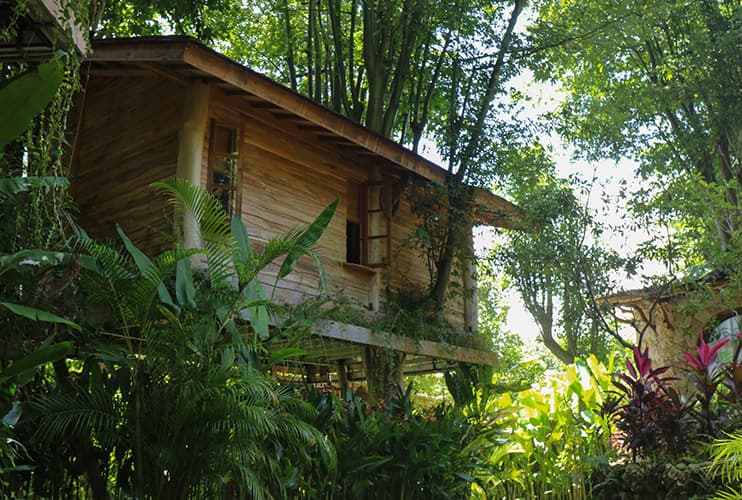 Roots Tree House 41