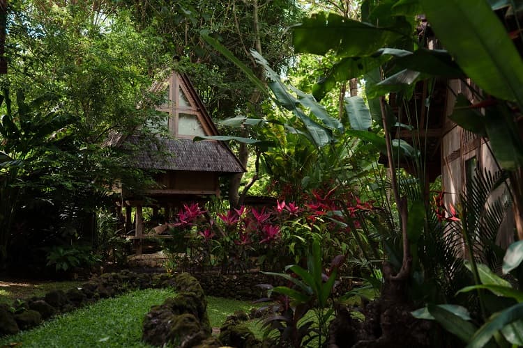 Roots Tree House 23