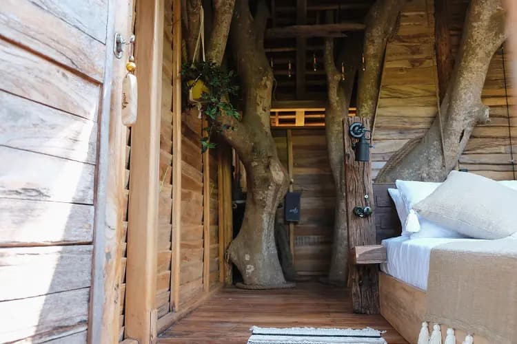 Roots Tree House 50