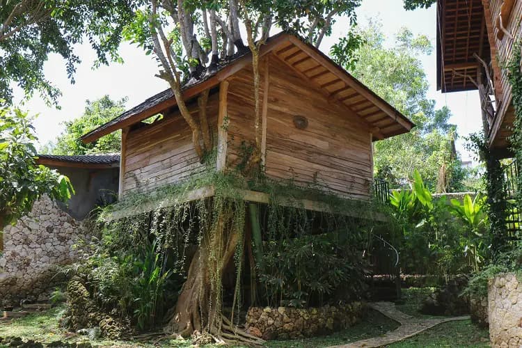 Roots Tree House 49
