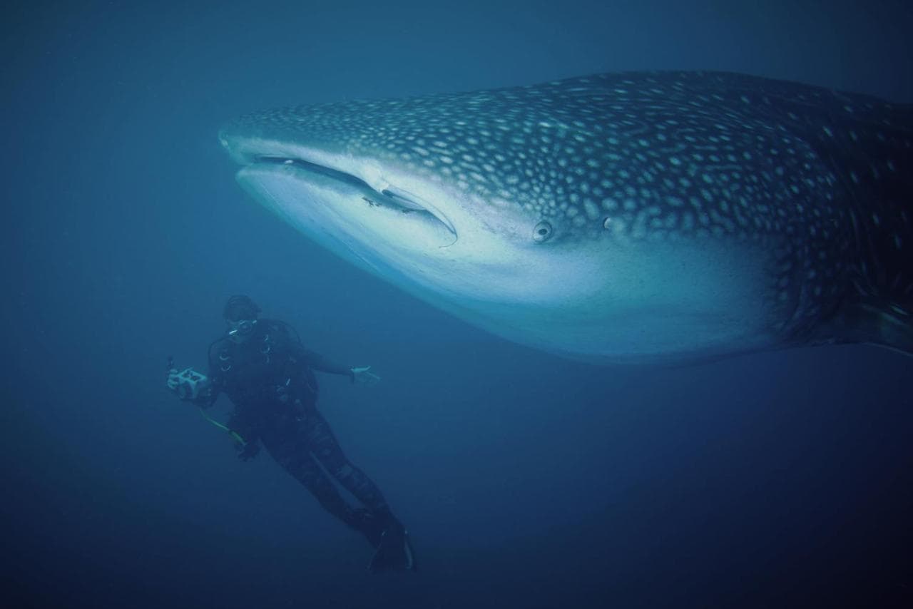 Saronde Island Resort Blue Bay Divers 32