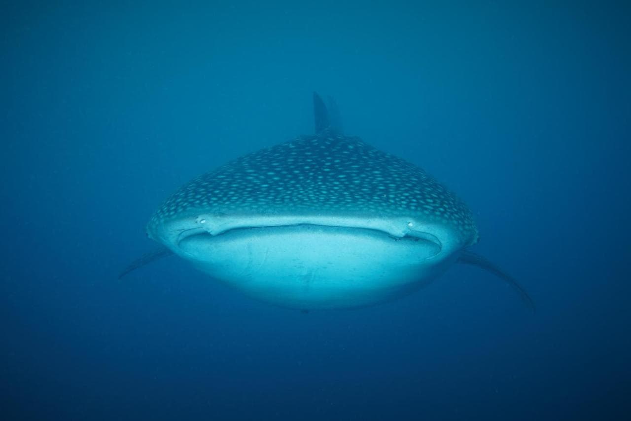 Saronde Island Resort Blue Bay Divers 31