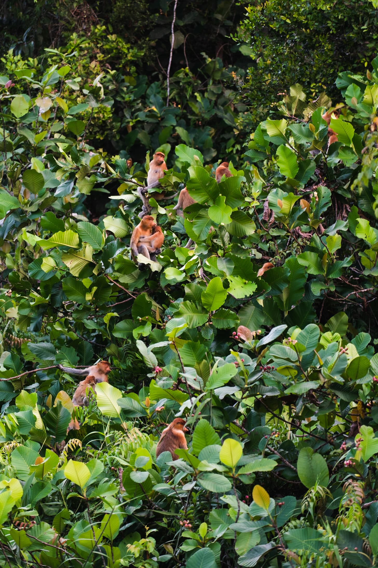 Safari Orangs-Outans à Tanjung Puting – Bornéo 8
