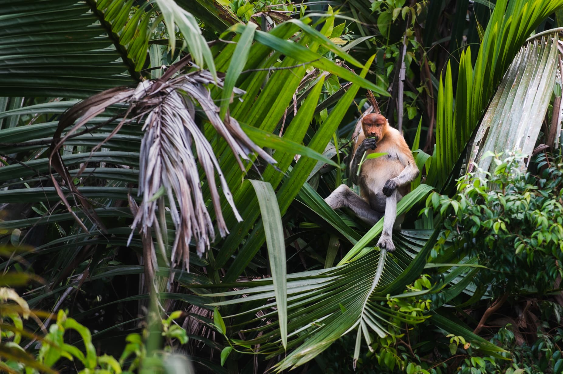 Safari Orangs-Outans à Tanjung Puting – Bornéo 7