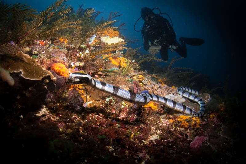Kalimaya Dive Resort 5