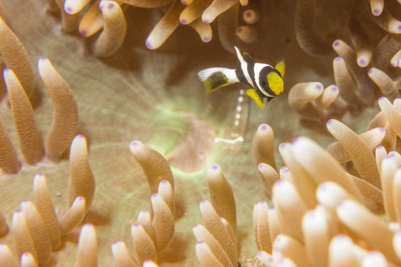 Kalimaya Dive Resort 4