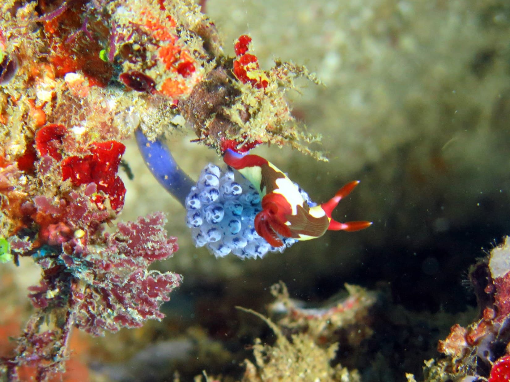 Mocean Dive Resort 31
