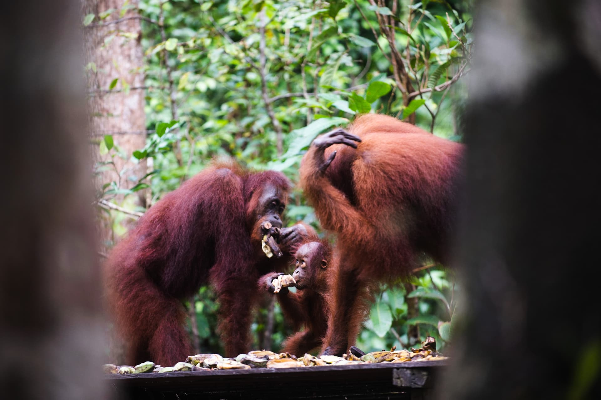 Safari Orangs-Outans à Tanjung Puting – Bornéo 4